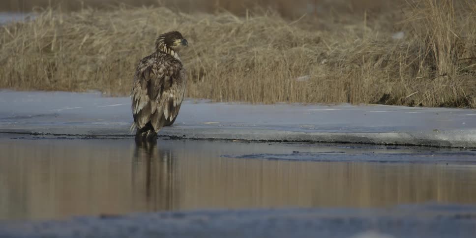 An eagle is perched on an icy bank