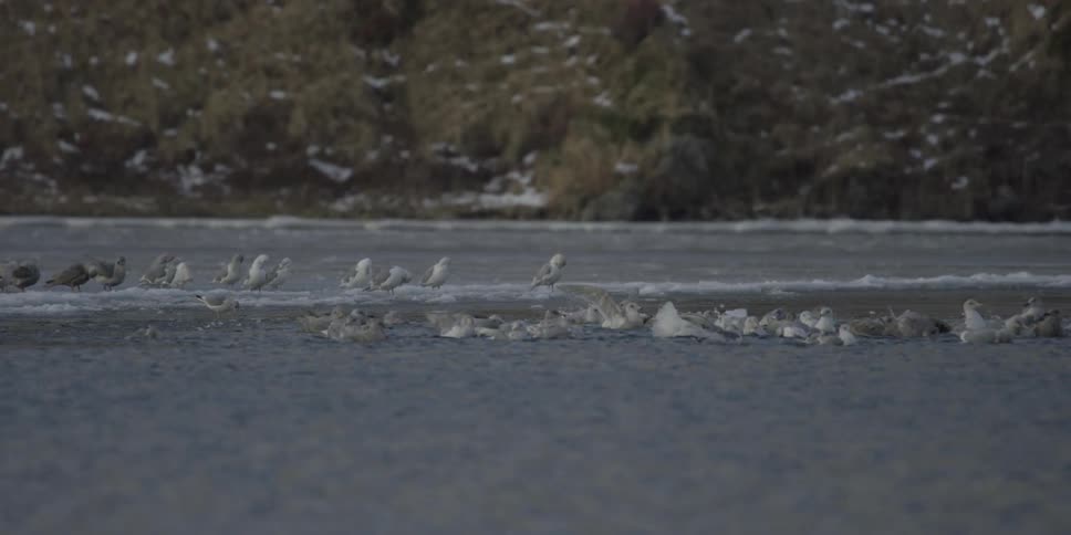 A flock of birds rests on an icy lake