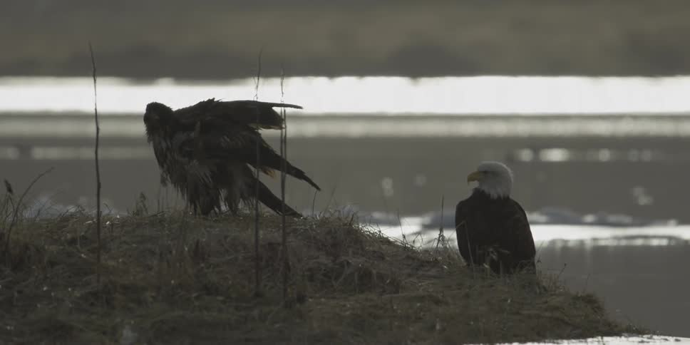 An eagle is flapping its wings while it and another eagle stand on a shoreline