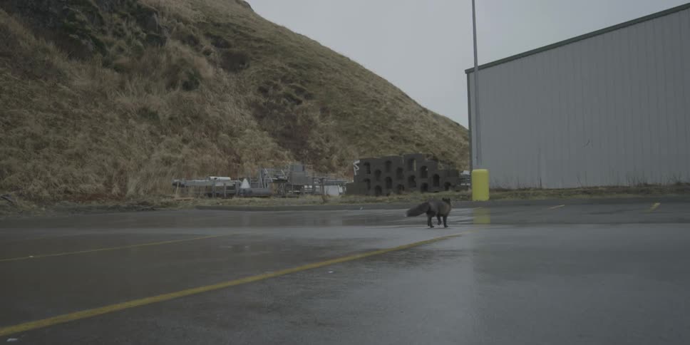 A fox walks through an empty parking lot towards a building