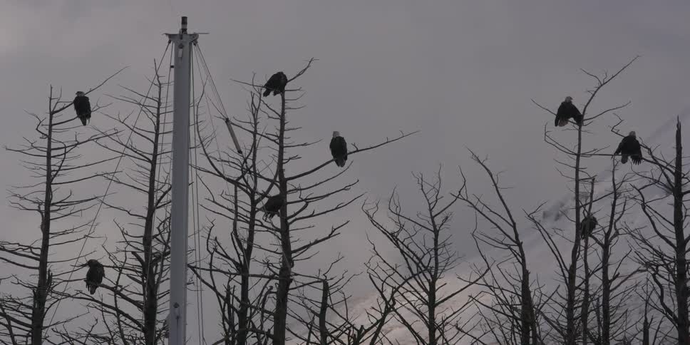 The tree tops are barren and full of birds perched