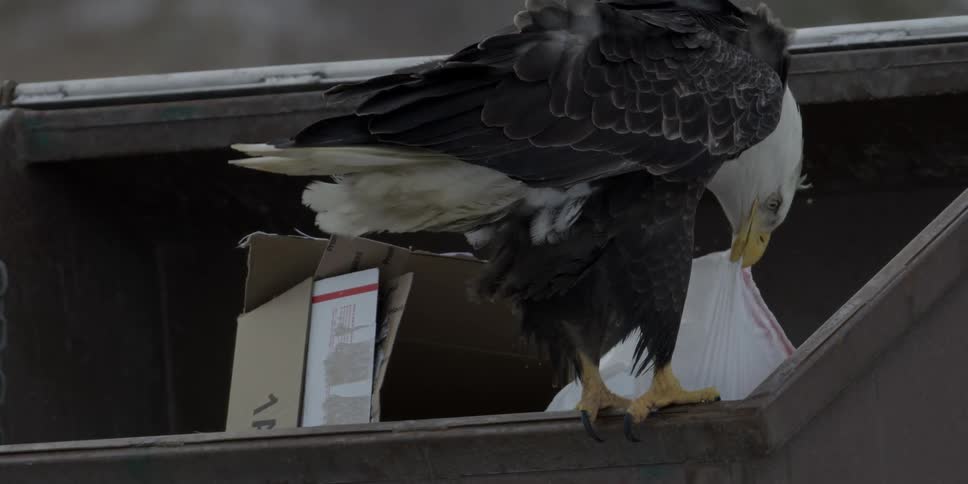 An eagle picks through the trash in a dumpster while standing on the edge