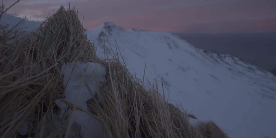 Yellowed grass on the side of a snowy mountain