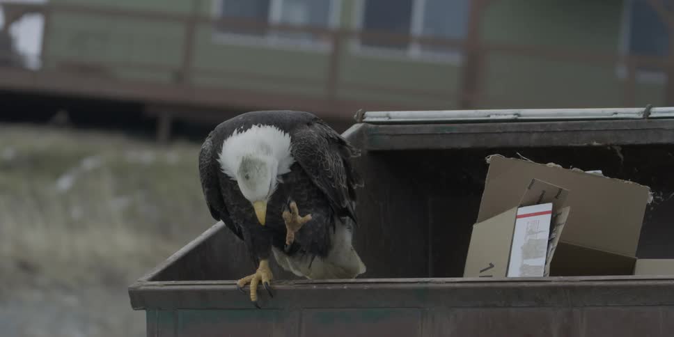 An eagle is perching on a trash can during the day