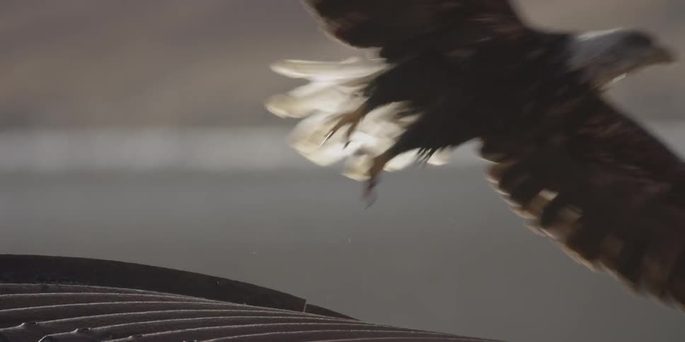 An eagle spreads its wings and flies