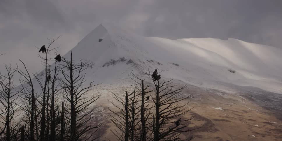 The birds watch the mountain from the top of the trees