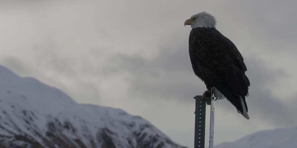 A bald eagle sits on a road sign on a cloudy day