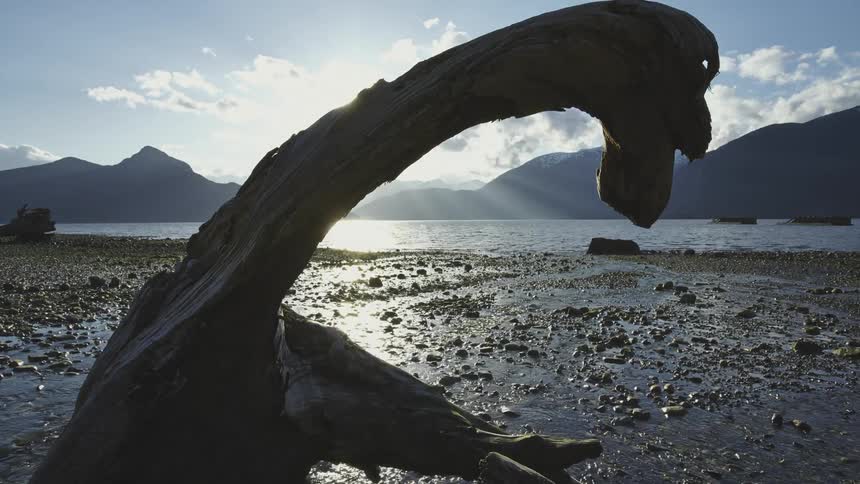 Driftwood on a beach