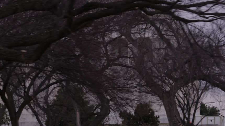 Trees in front of a large white building