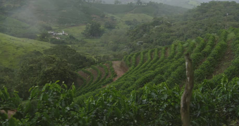 Rows of crops grow on a hillside