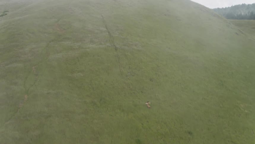A man skis down a grassy mountainside