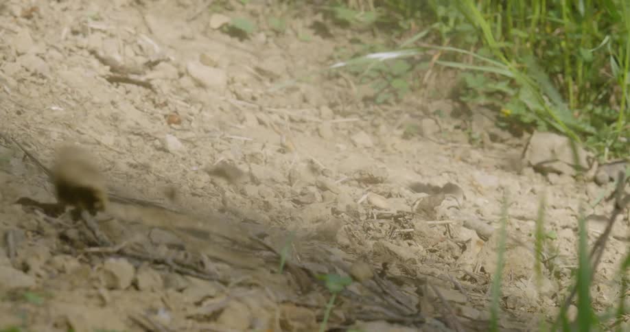 A skier skis down the dirt hill