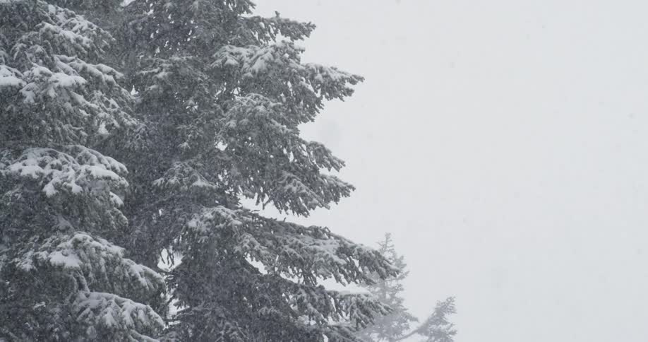 Magical snow is falling in slow motion and covers the branches of a tree