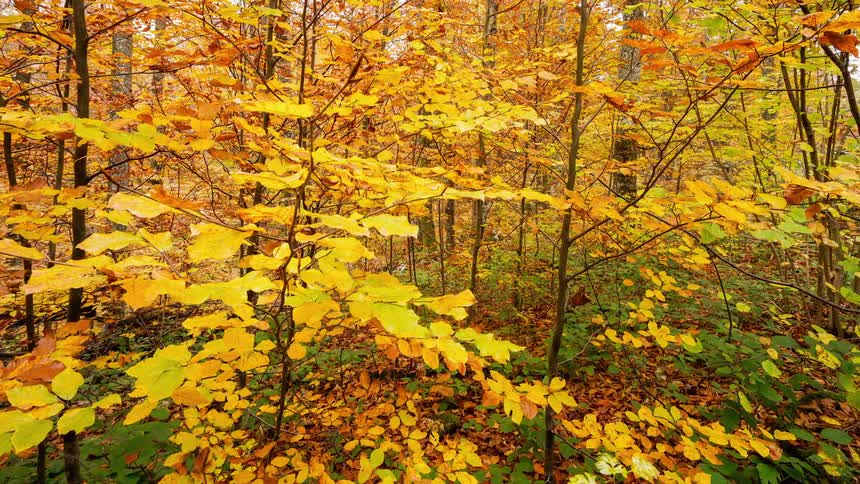 Trees covered with yellow leaves in Plitvice National Park in Croatia
