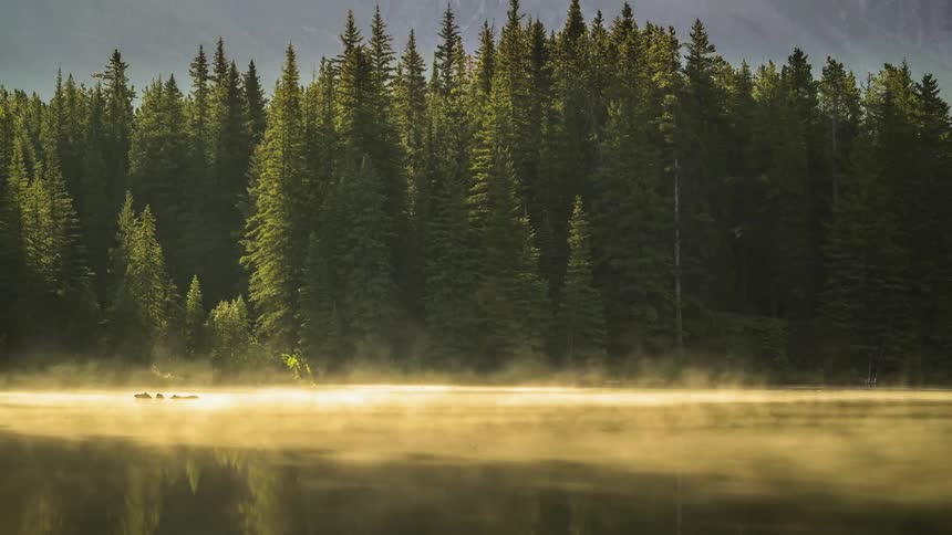 Steam rises off of the Johnson lake waters in front of a pine forest in Banff National Park