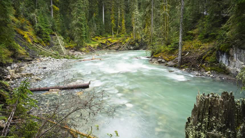 Water flows down a forest stream in the wild in Banff National Park in Canada