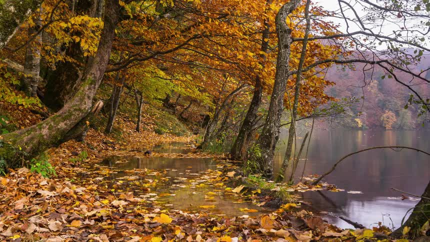 The still Plitvice lake next to the fall foliage trees