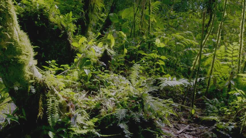 Lush green trees and plants covering the rainforest floor