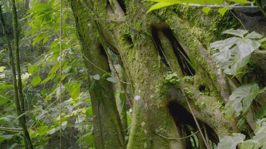 Tall trees covered with vines and moss