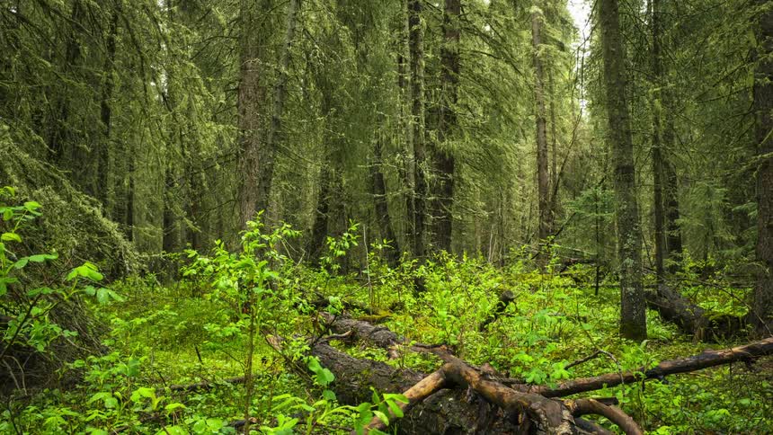 A lush green forest blooms in silence in Banff National Park, Canada