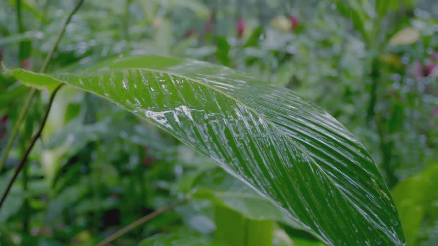 Rain falls onto large leaves in the forest