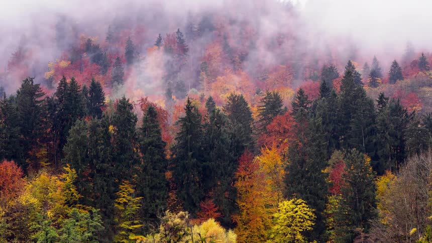 Fog is swirling around fall colored trees in Bled forest, Slovenia