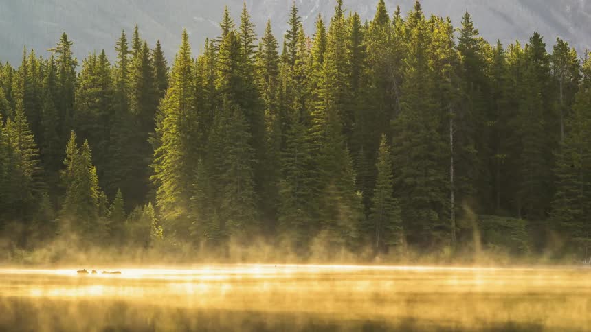 Fog rolls over the water of Johnson lake and a pine forest in Banff National Park