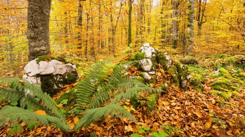 Lush green ferns are in sharp contrast with the yellow leaves of Plitvice forest