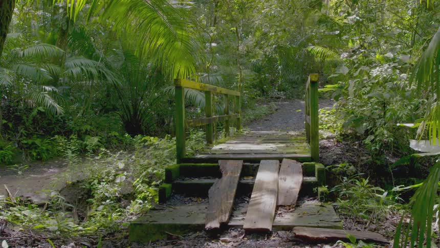 A wood bridge covered with moss in a rainforest