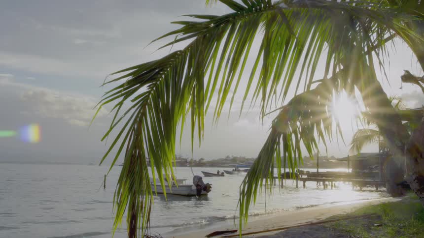 A palm tree swaying in the wind as boats move away from shore