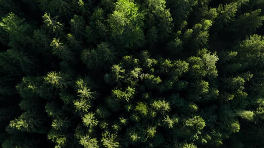 Many trees on a large area of land