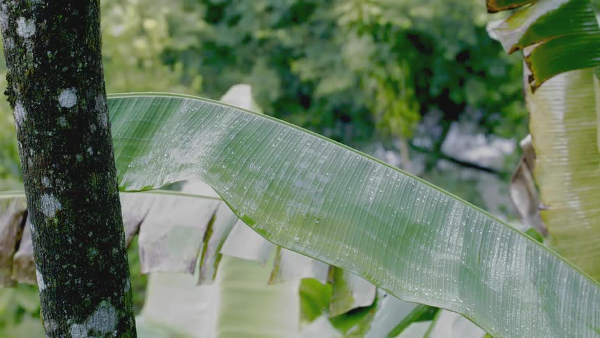 Raindrops dripping on a palm frond