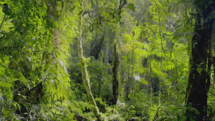 Trees and wild plants growing in a rainforest