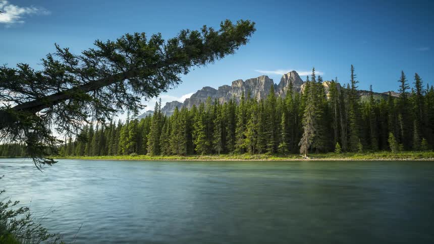 The tall pine trees line the Bow River banks in Alberta, Canada