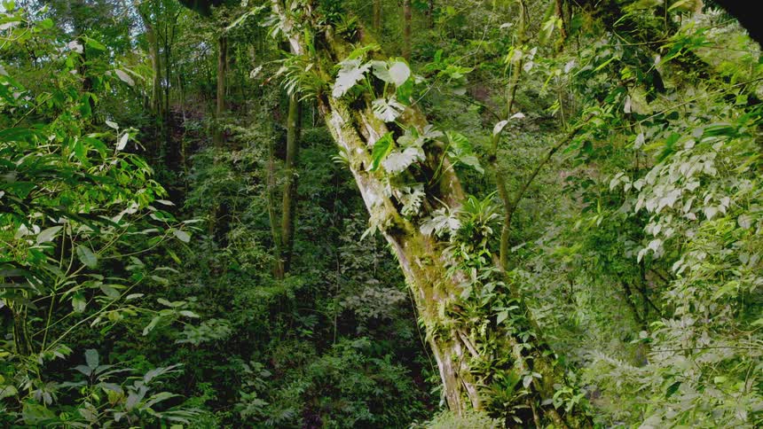 Rainforest full of trees and plants