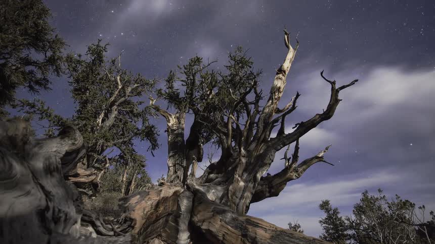 Clouds floating over gnarled trees at night