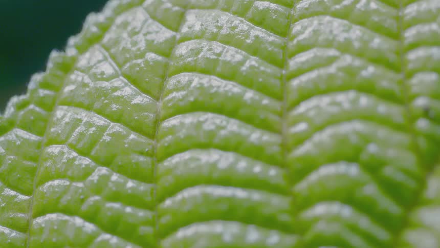 Close-Up of a Leaf