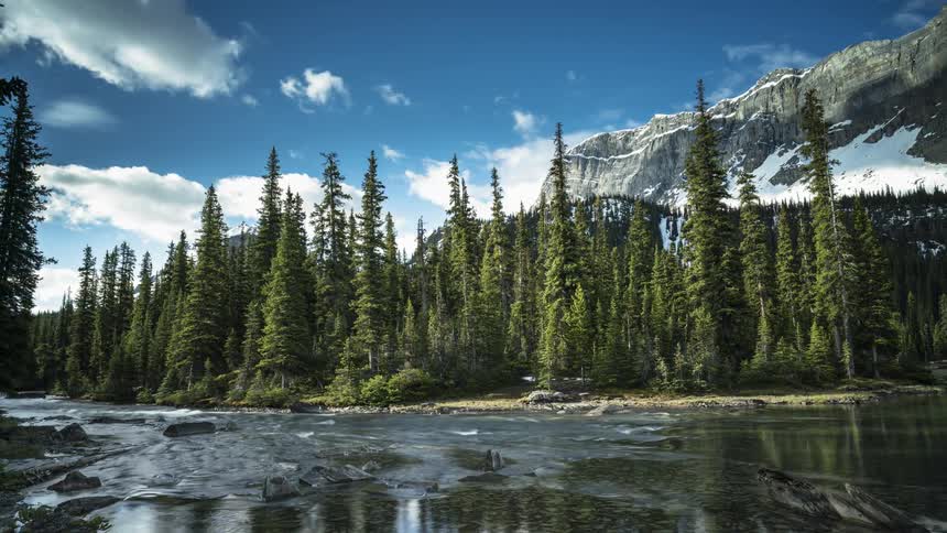 The tall trees line the Bow River under the mountain in Banff National Park