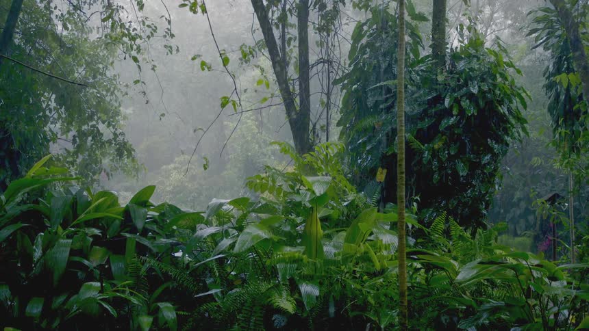 Rain splashing down in the rainforest
