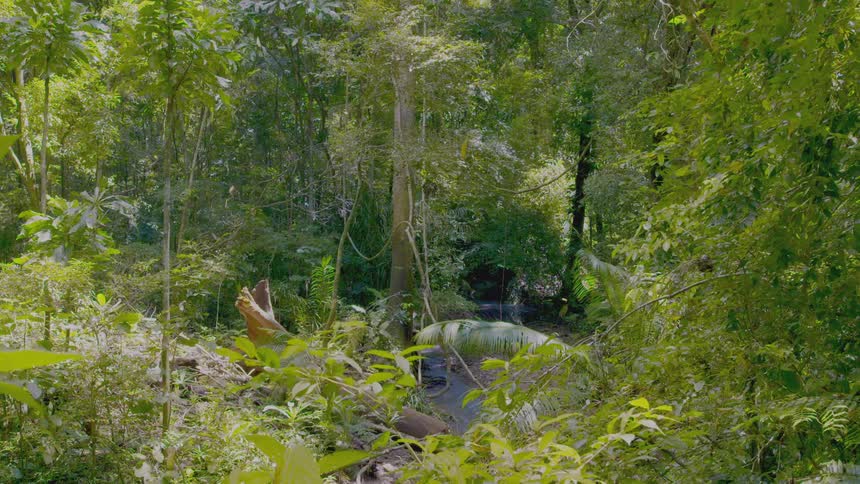 Leaves falling in the rainforest