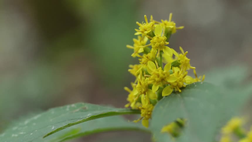 Close up of small yellow flowers growing on a plant