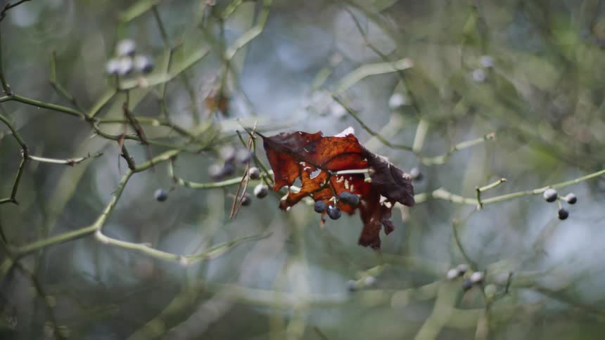 Berries are attached to small twigs on a tree