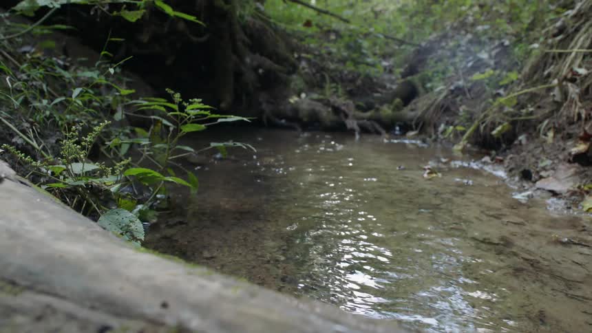 Water is trickling in a stream in a forest during the day