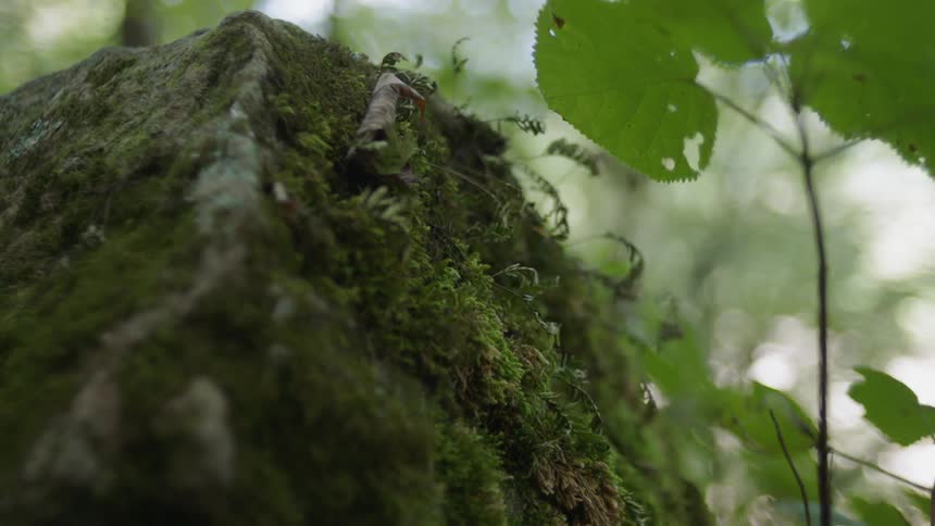 Moss is growing on a rocky surface in a forest during the day