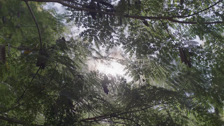 The sun is shining through tree leaves on a sunny day