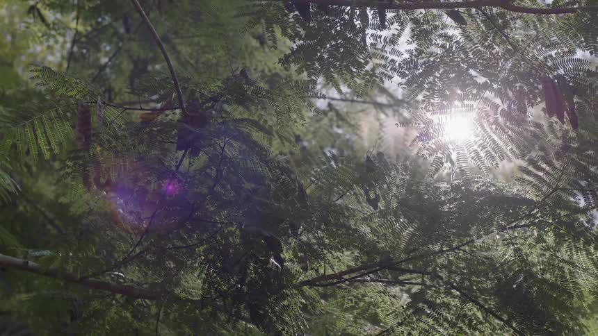 Sunlight streams through tree branches