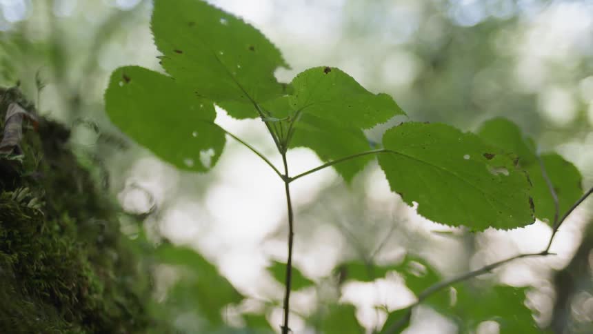 Moss and plants stems grow in a forest