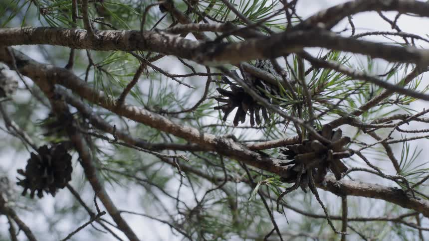 The acorns hang from the tree branches