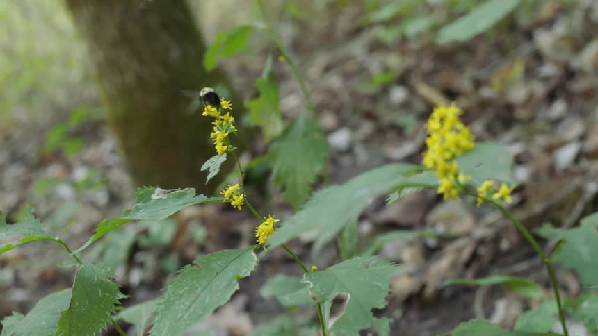 A bee is landing on small yellow flowers
