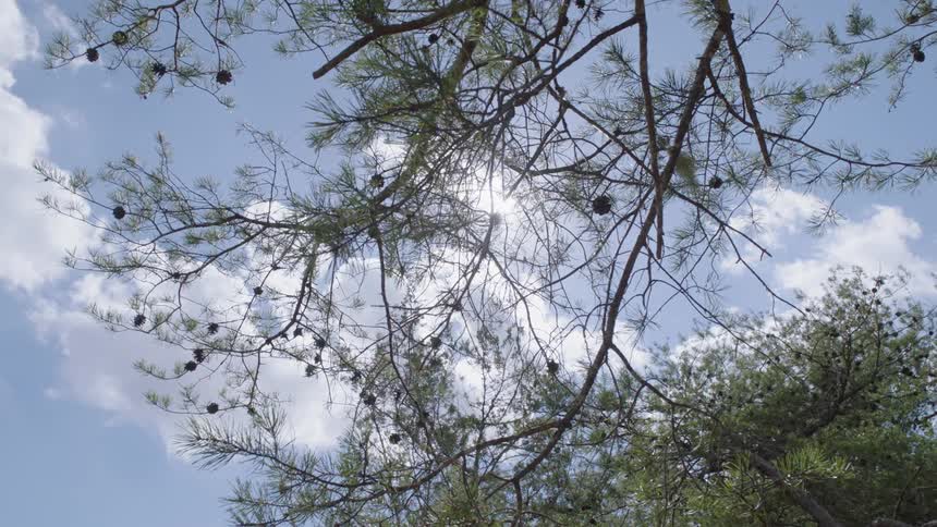 Pine cones are hanging from the branches of a pine tree on a cloudy day